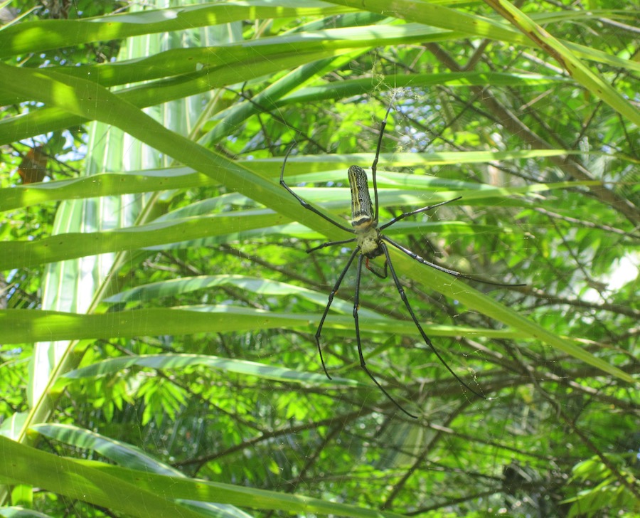 Golden Orb Spider, Thailand