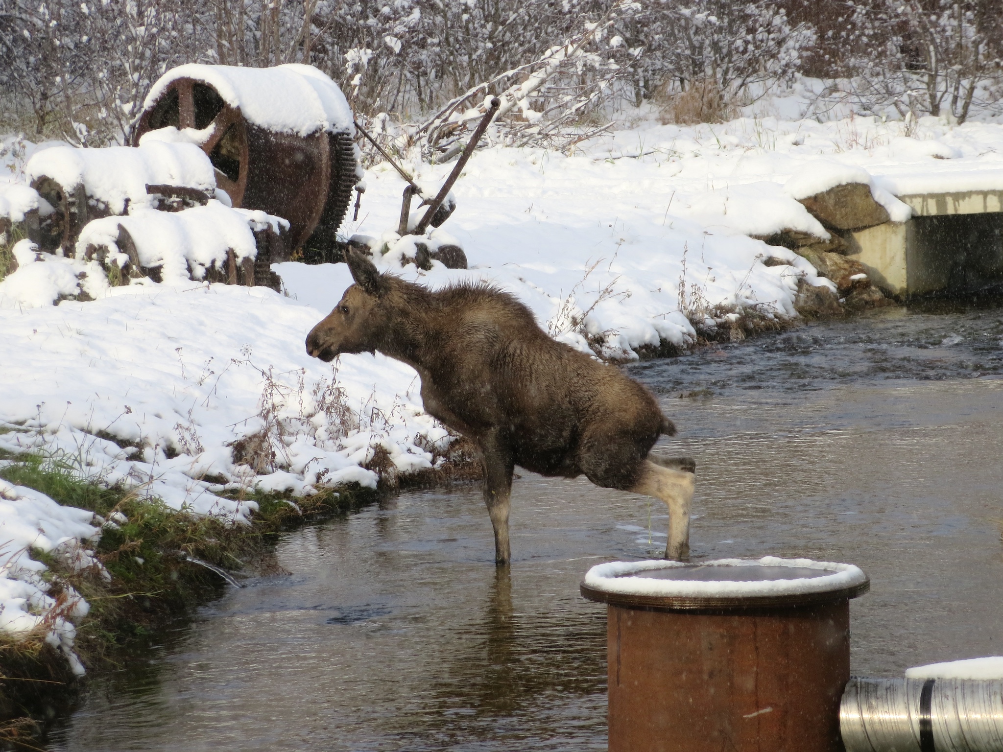 A young moose