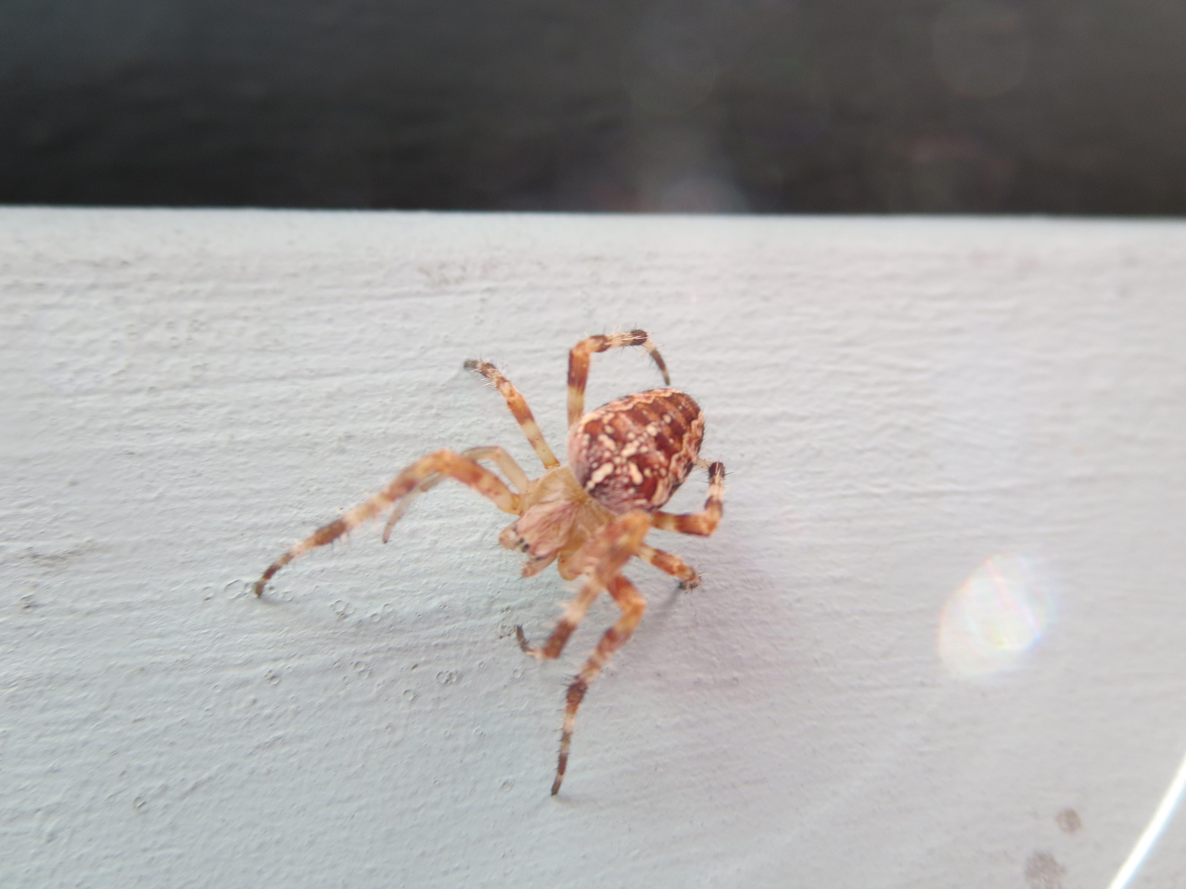 Another close-up of a spider