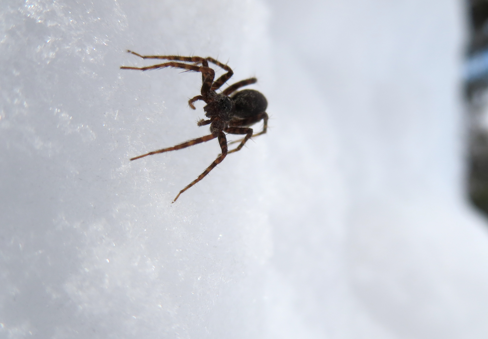 A close-up of a spider